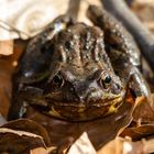 Grasfrosch im Laub 3