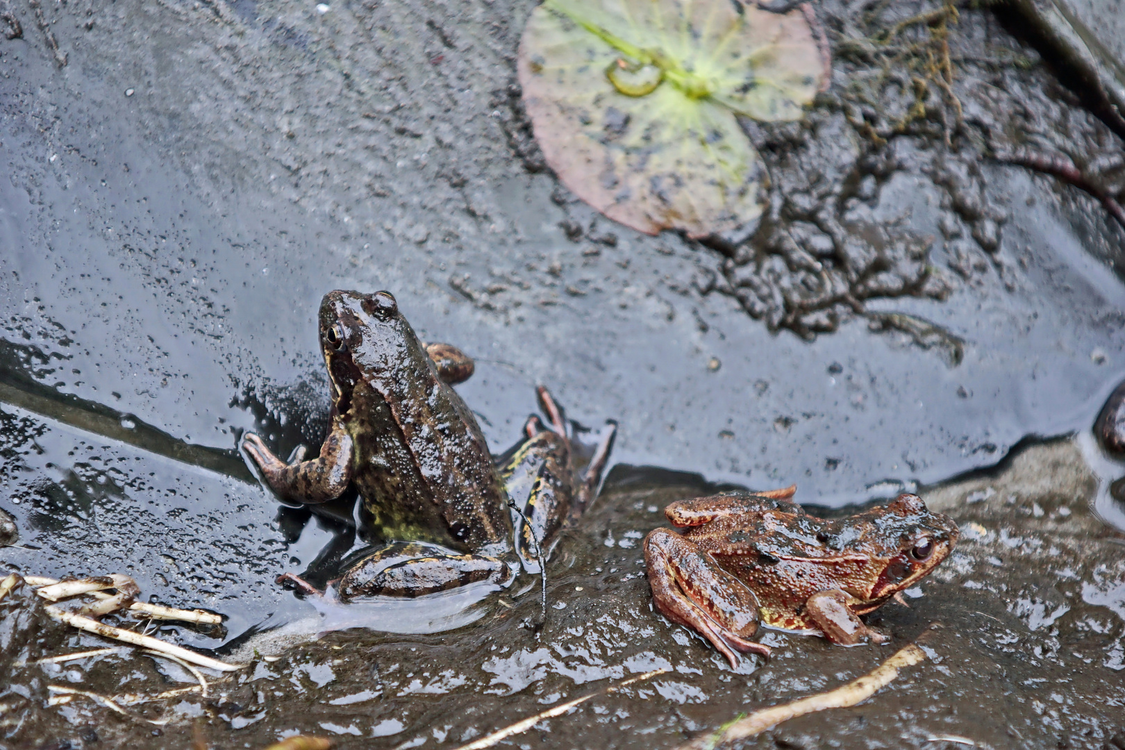 Grasfrosch im Stress