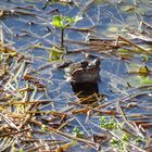 Grasfrosch im Teich