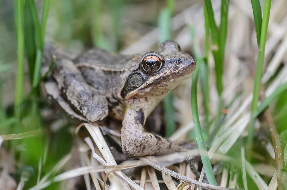 Grasfrosch im Unterholz