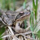 Grasfrosch im Unterholz