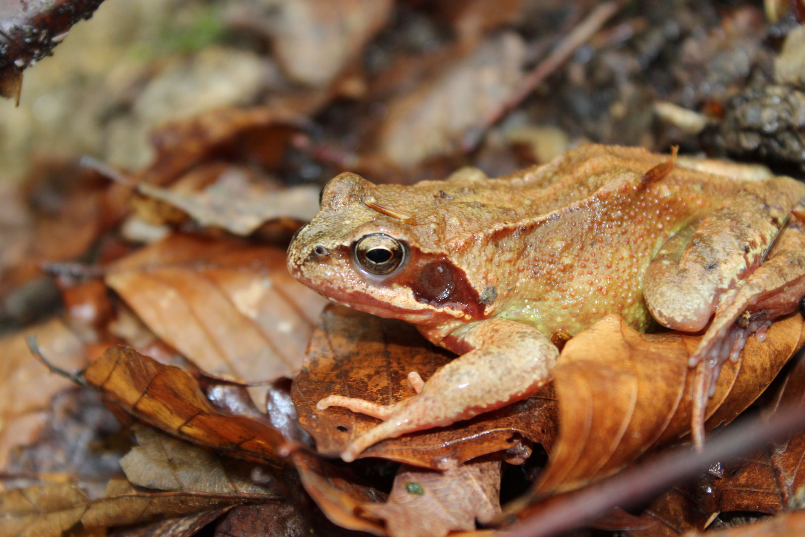 Grasfrosch im Wald