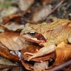 Grasfrosch im Wald