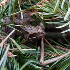 Grasfrosch im Weihnachtsbaum