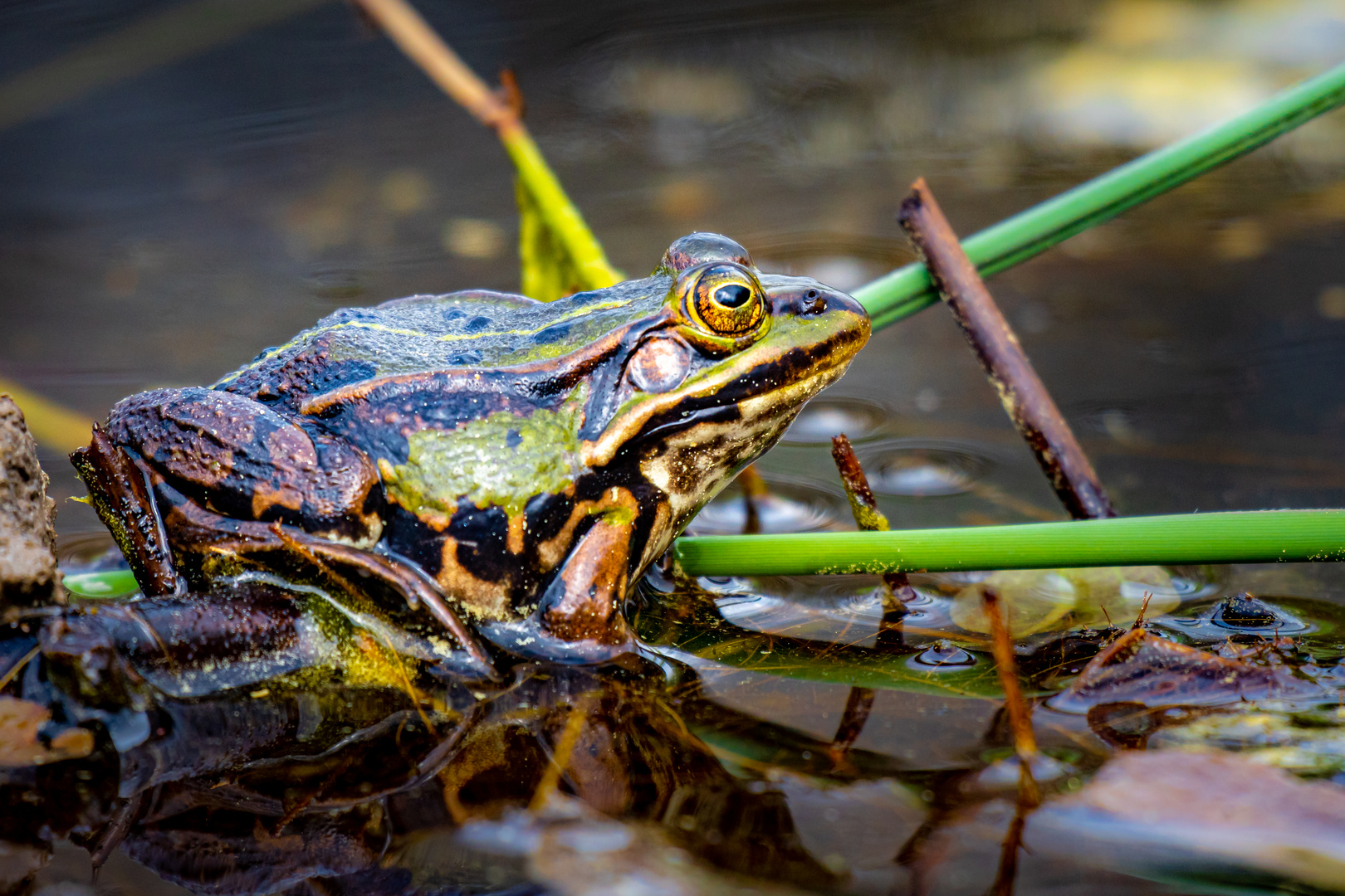 Grasfrosch im Werdensteiner Moos