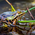 Grasfrosch im Werdensteiner Moos