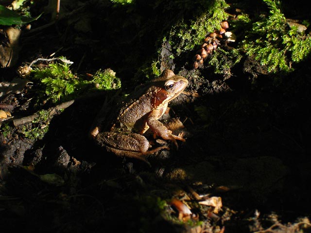 "Grasfrosch" in der Abenddämmerung