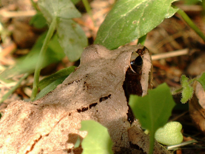 Grasfrosch in Pose