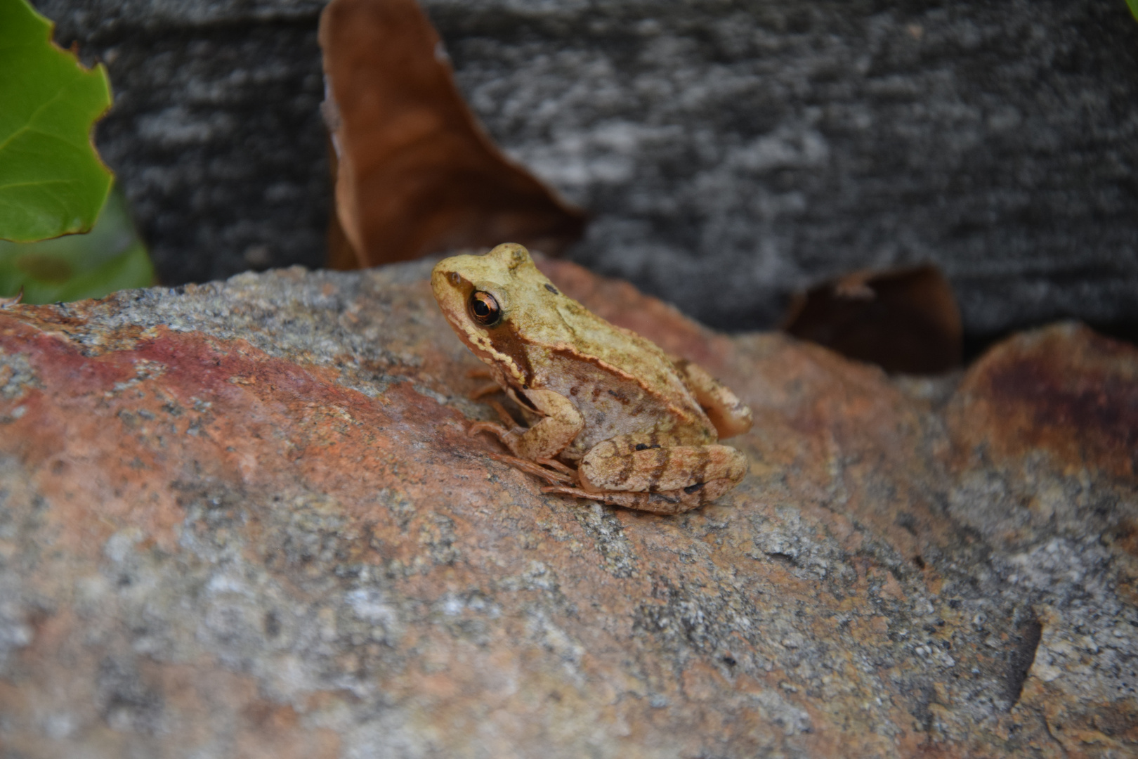 Grasfrosch in Tarnfarben