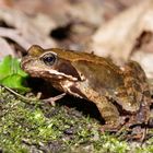 Grasfrosch Jungspund