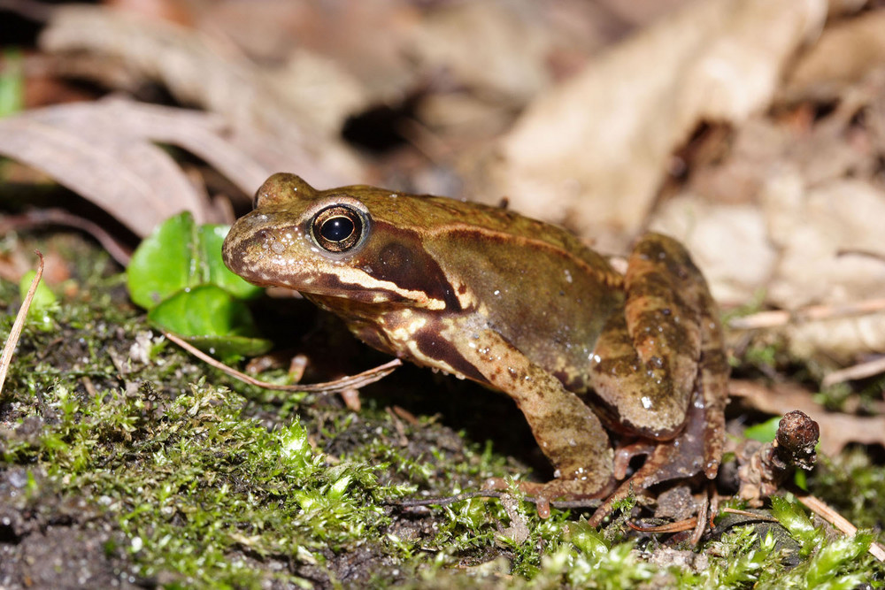 Grasfrosch Jungspund