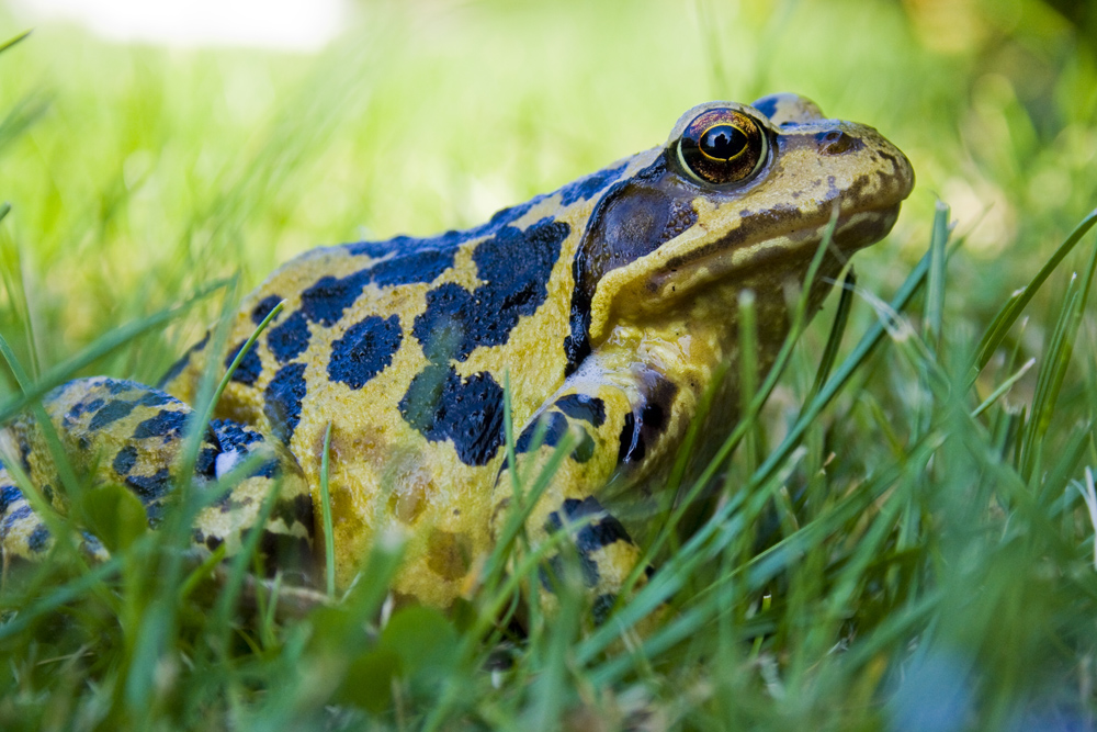 Grasfrosch - Kröte