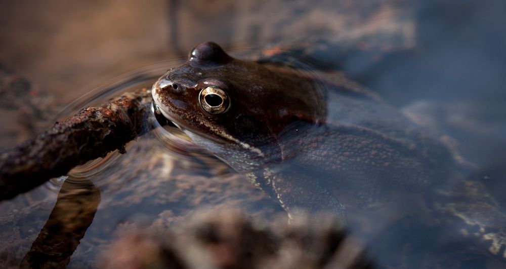 grasfrosch m.