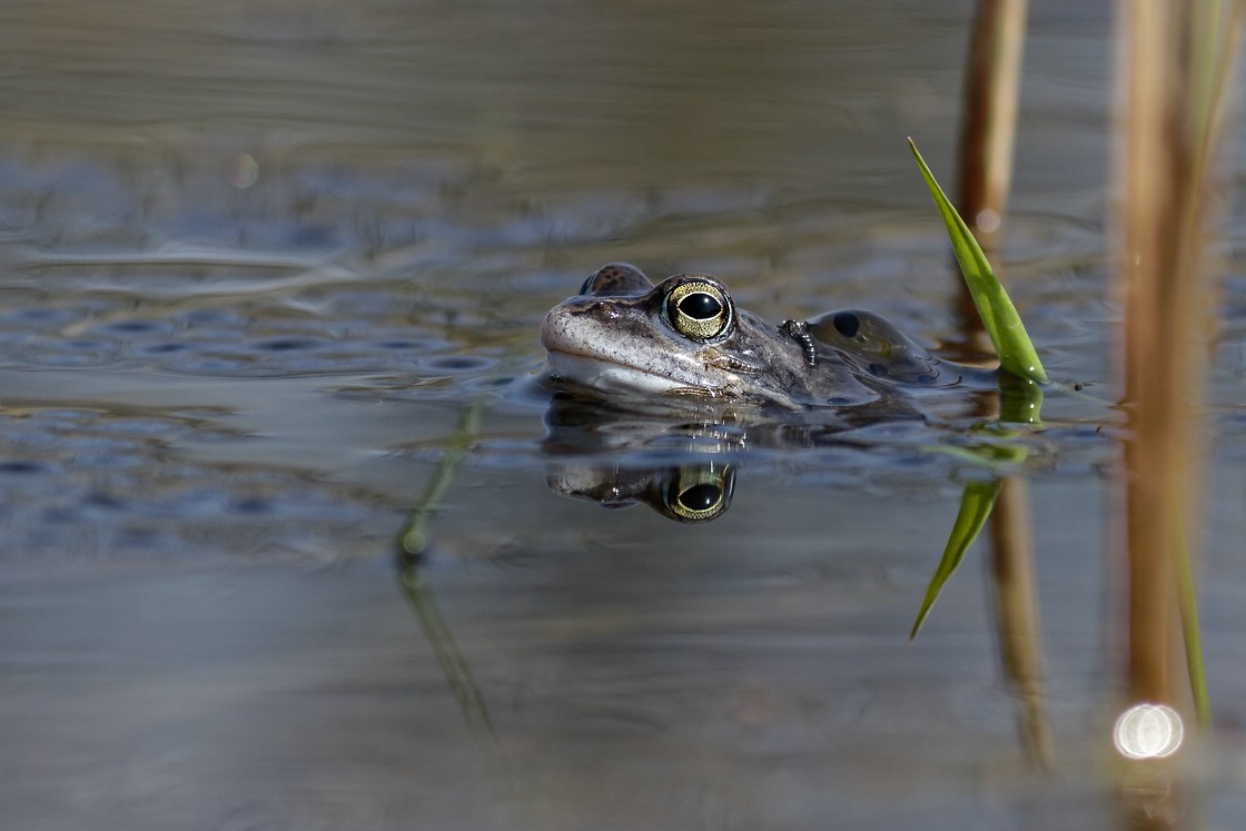 Grasfrosch Männchen 