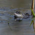 Grasfrosch Männchen 