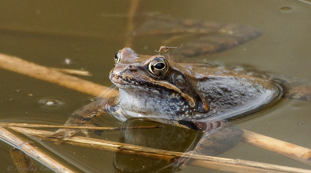 Grasfrosch mit lästigem Blutsauger