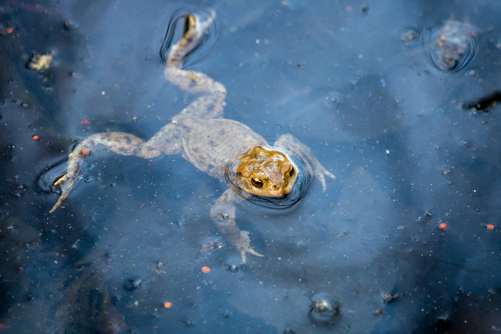 Grasfrosch nach der Paarung