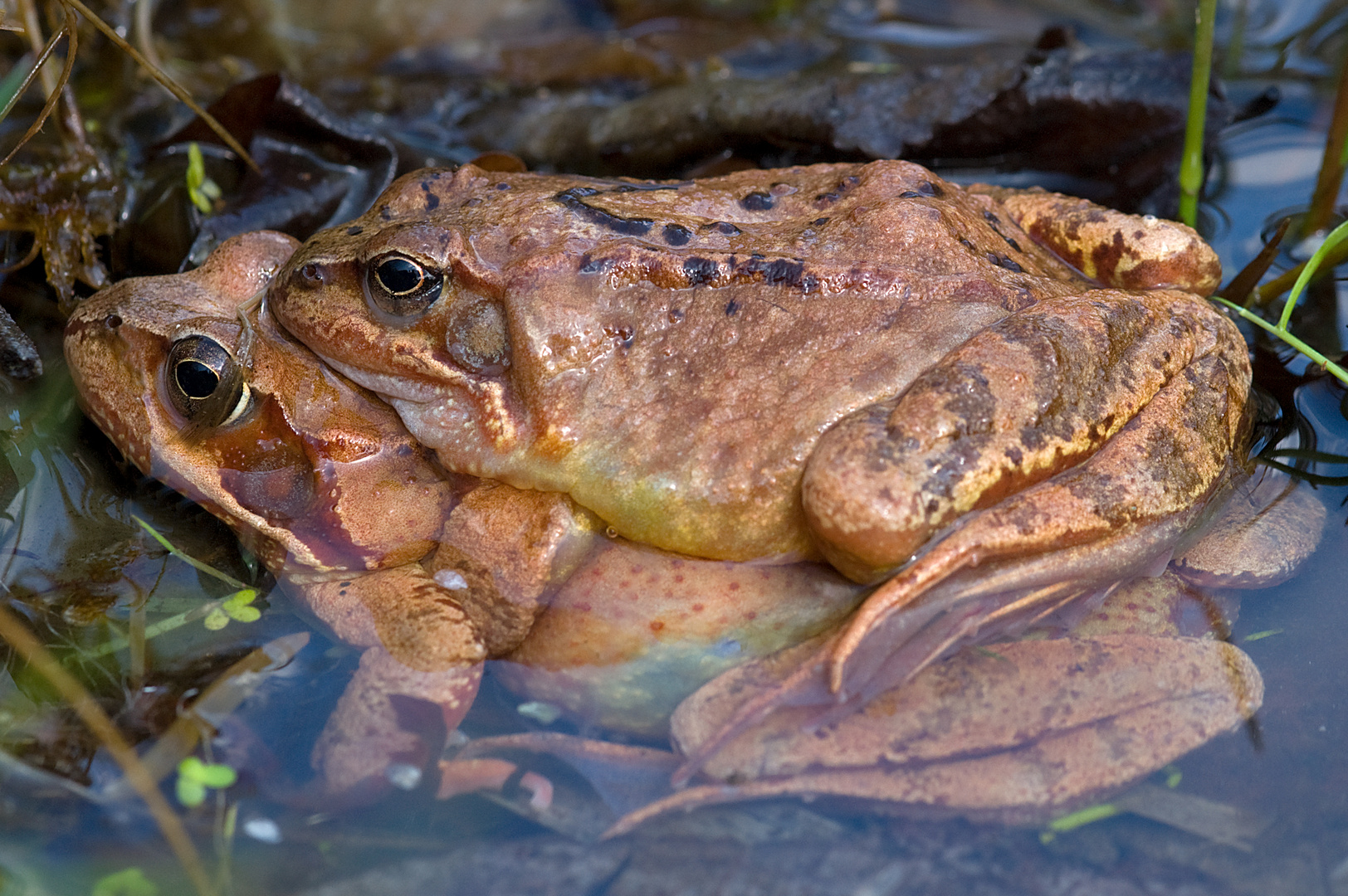 Grasfrosch-Paar im Amplexus