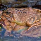 Grasfrosch-Paar im Amplexus