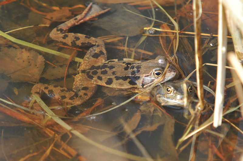 Grasfrosch-Paarung in Bottrop-Kirchhellen !