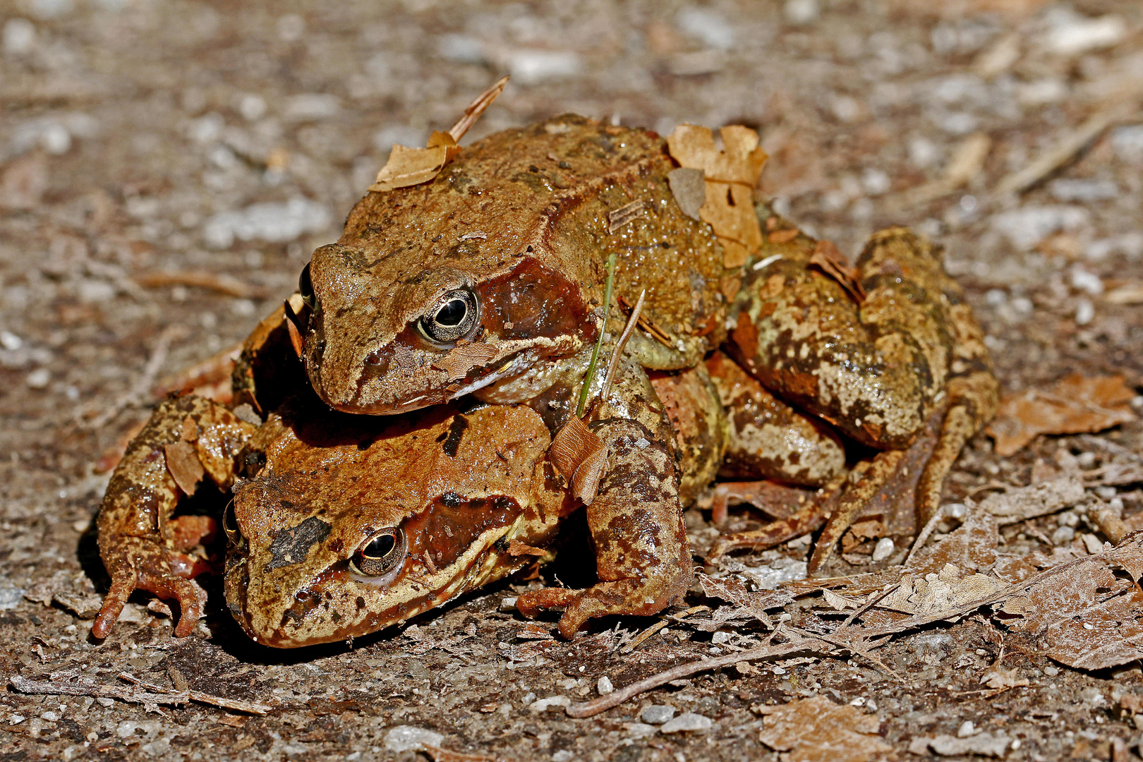 Grasfrosch-Pärchen unterwegs