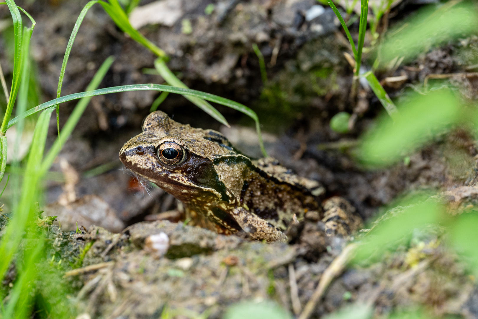 Grasfrosch Portrait