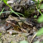 Grasfrosch Portrait