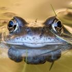 Grasfrosch-Portrait