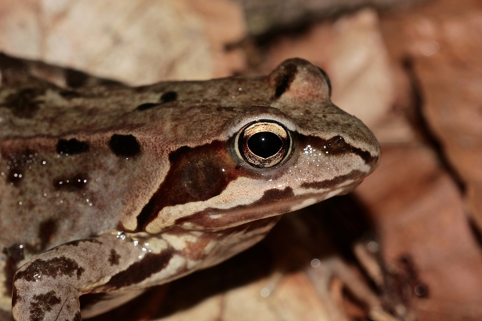 Grasfrosch-Portrait (Rana temporaria)