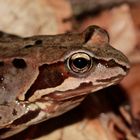 Grasfrosch-Portrait (Rana temporaria)