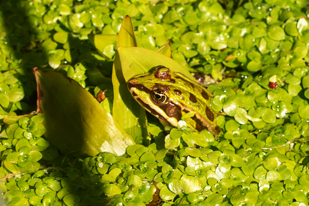 Grasfrosch (Rana temporaria)?