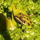 Grasfrosch (Rana temporaria)?