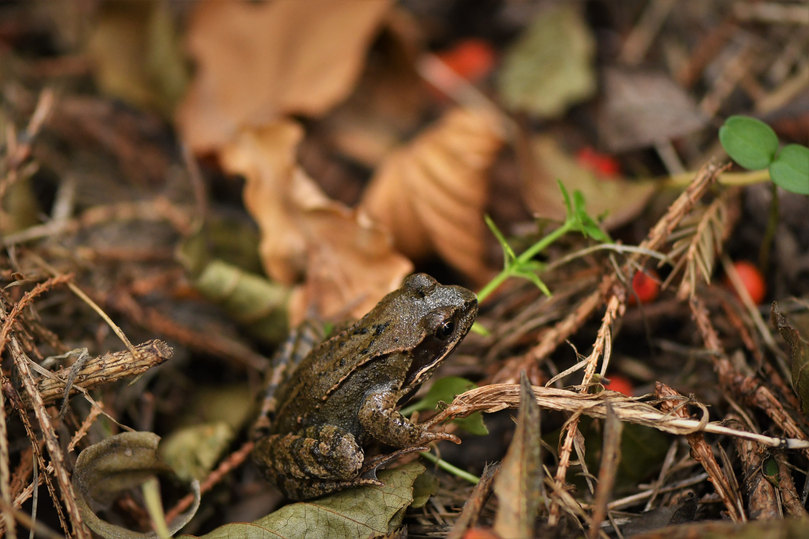 Grasfrosch ( Rana temporaria )