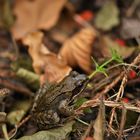 Grasfrosch ( Rana temporaria )