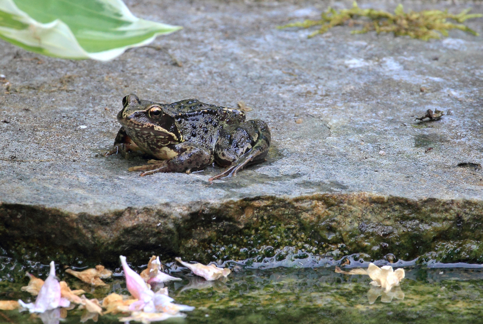 Grasfrosch (Rana temporaria)