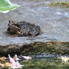 Grasfrosch (Rana temporaria)