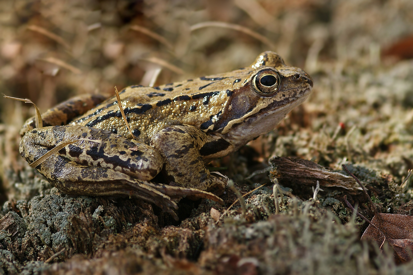 Grasfrosch (Rana temporaria)