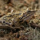 Grasfrosch (Rana temporaria)