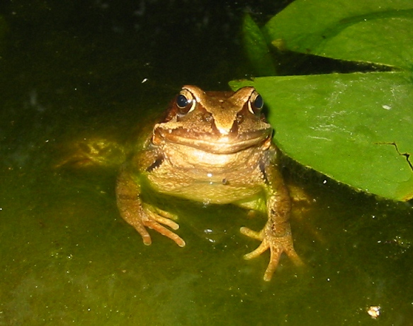 Grasfrosch (Rana temporaria) 2