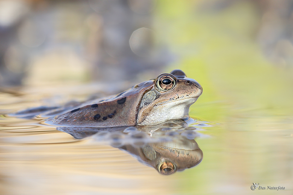 Grasfrosch (Rana temporaria) 2 ...