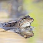 Grasfrosch (Rana temporaria) 2 ...