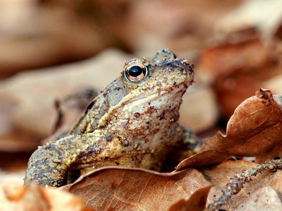 Grasfrosch (Rana temporaria), 2010