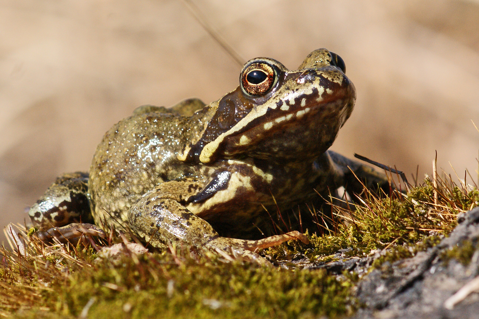 Grasfrosch (Rana temporaria)