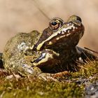 Grasfrosch (Rana temporaria)