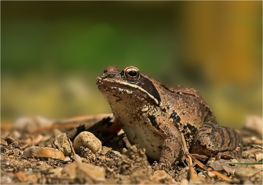 Grasfrosch, Rana temporaria