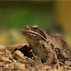 Grasfrosch, Rana temporaria