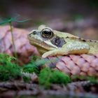 Grasfrosch (Rana temporaria)