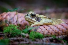 Grasfrosch (Rana temporaria)