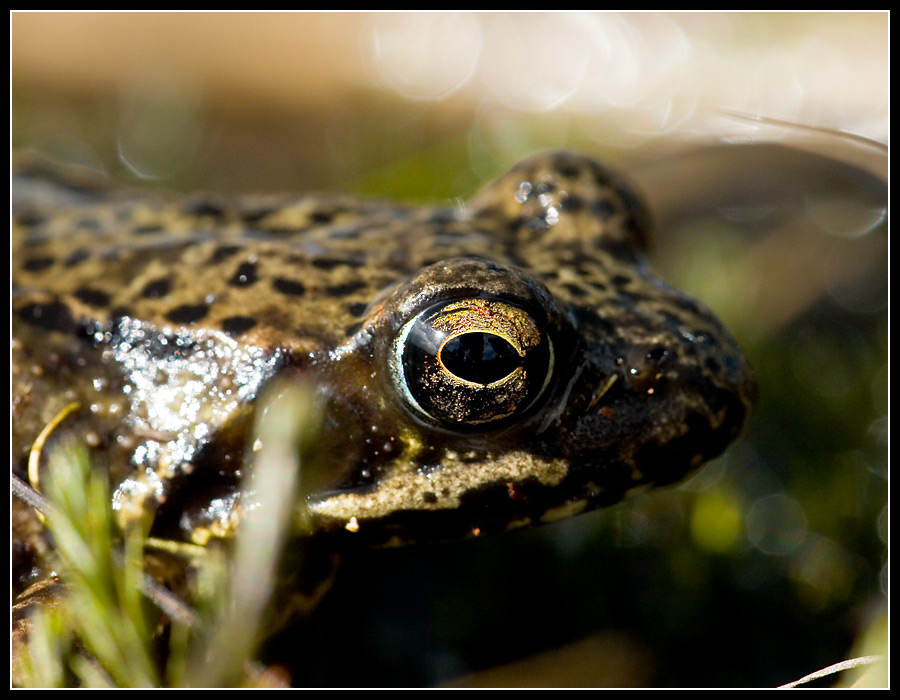 Grasfrosch (Rana temporaria)...