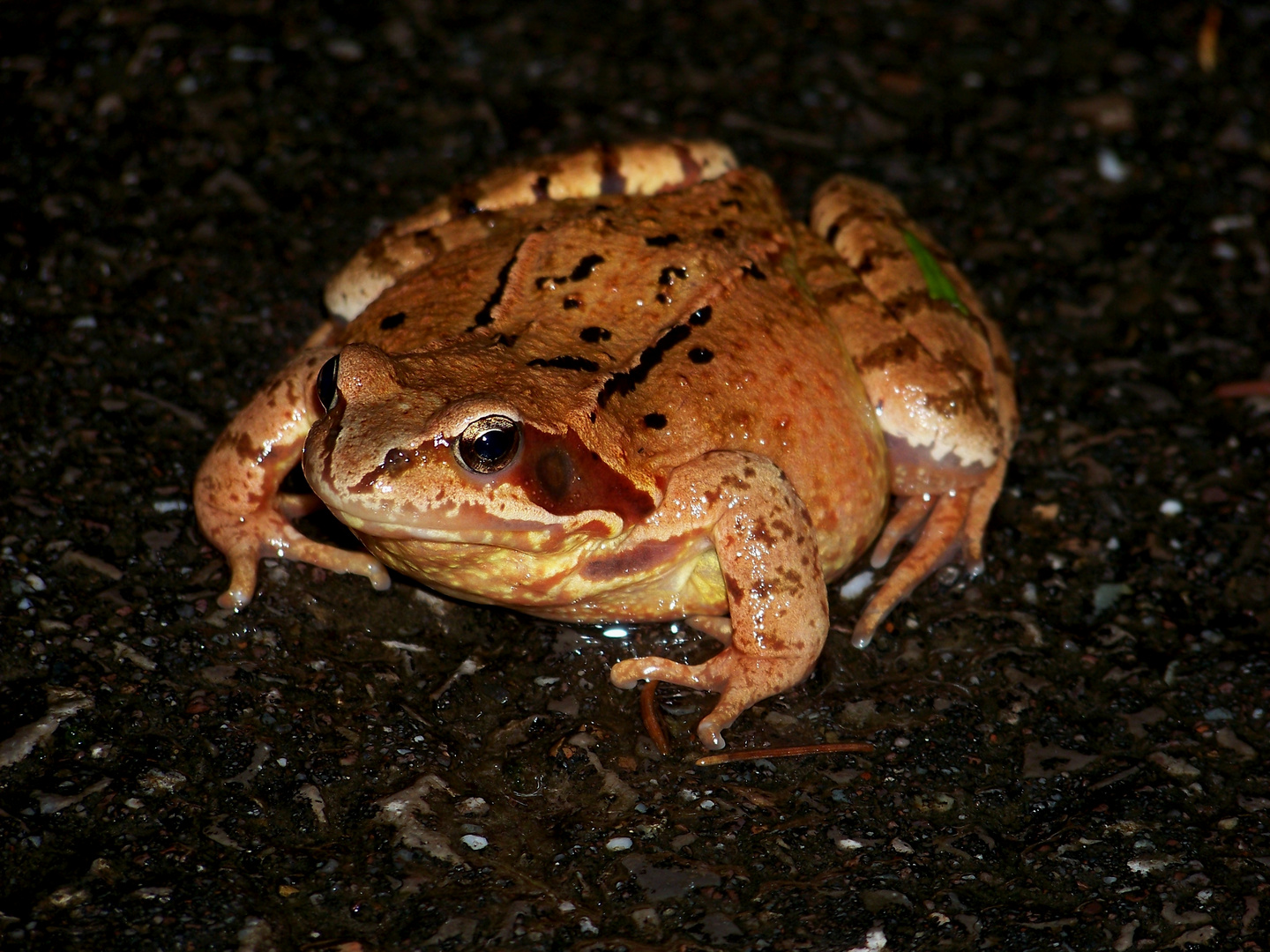 Grasfrosch (Rana temporaria)